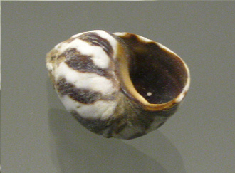 Littorina peruviana, Nahaufnahme