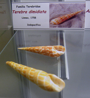Terebra dimidiata