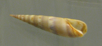 Acuminia venosa, Nahaufnahme