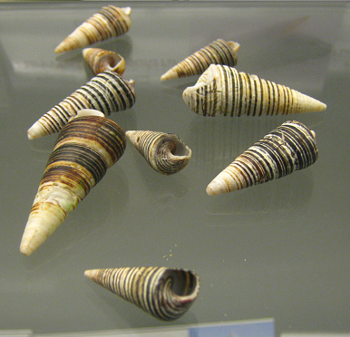 Turritella cingulata, Nahaufnahme
                                  01