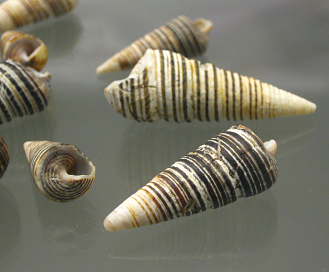 Turritella cingulata, Nahaufnahme
                                  02