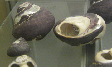 Tegula atra, Nahaufnahme