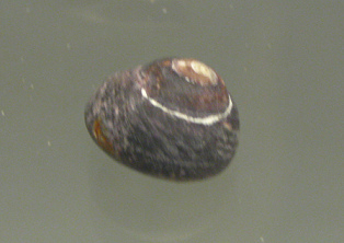 Tegula tridentata, Nahaufnahme