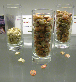 Umbonium vestiarium, Totale