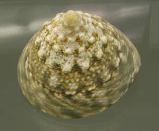 Trochus pyramis, Nahaufnahme