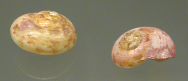 Umbonium guamensis, Nahaufnahme