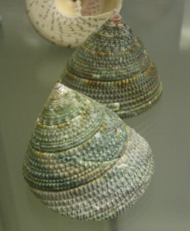 Trochus verrucosus, Nahaufnahme