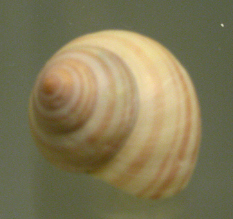 Photinula roseolineata, Nahaufnahme