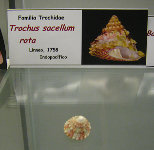 Trochus sacellum rota