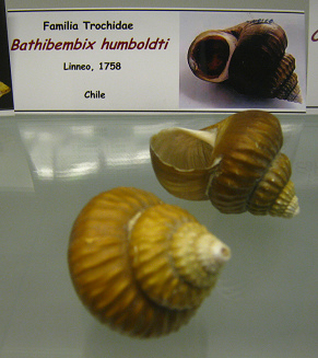 Bathibembix humboldti