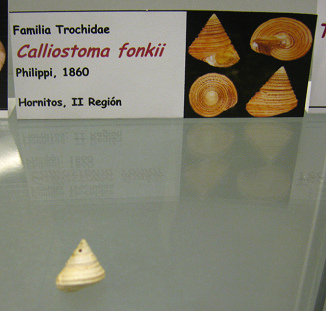 Calliostoma fonkii
