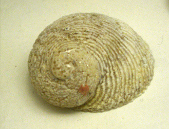 Granata imbricata, Nahaufnahme