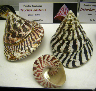 Trochus niloticus