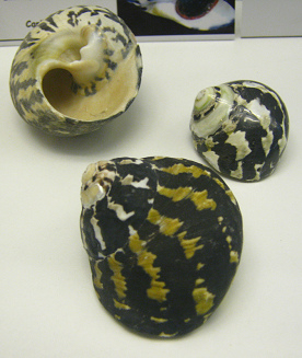 Cittarium pica, Nahaufnahme