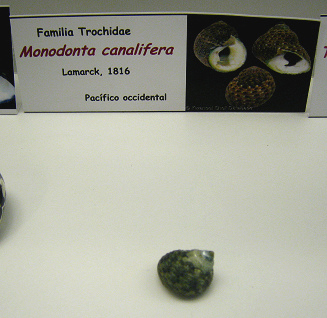 Monodonta canalifera