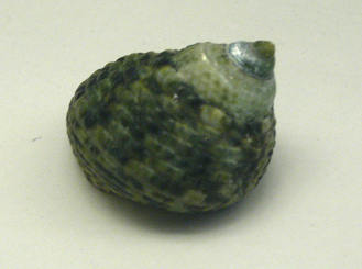 Monodonta canalifera, Nahaufnahme