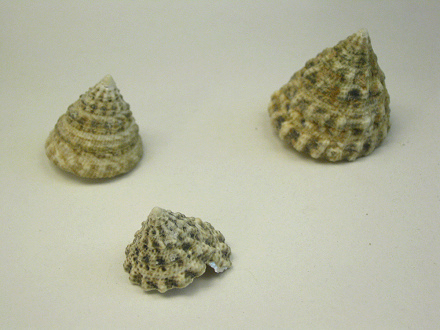 Tectus fenestratus, Nahaufnahme