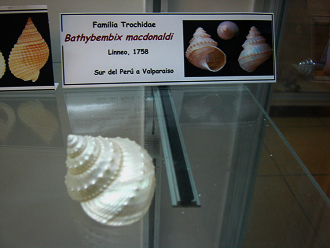 Bathybembix macdonaldi