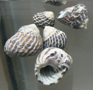 Austrocochlea obtusa, Nahaufnahme 03