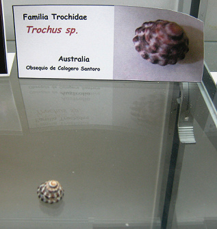 Trochus sp