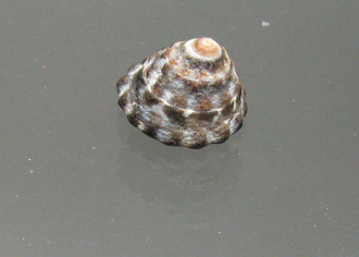 Trochus sp, primer plano