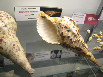 Charonia tritonis