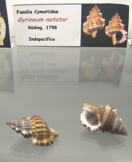 Gyrineum natator