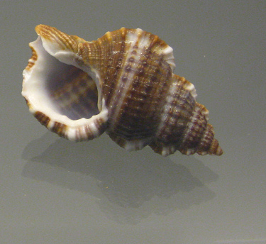 Gyrineum natator, primer plano 02