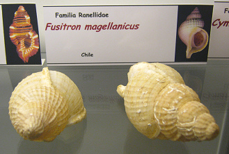 Fusitron magellanicus