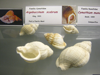 Argobuccinum scabrum