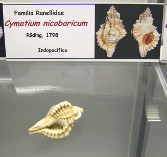 Cymatium nicobaricum