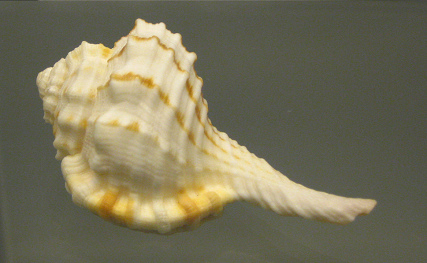 Cymatium guttarium, primer plano