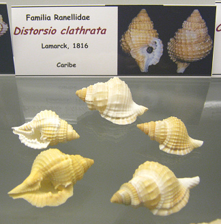 Diostorsio clathrata