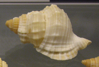 Diostorsio clathrata, primer plano 04