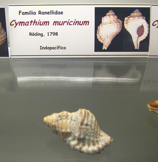 Cymatium muricinum