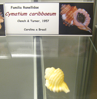 Cymatium caribbaeum