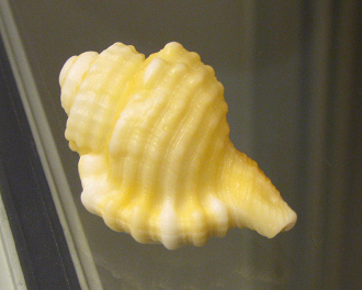 Cymatium caribbaeum, primer plano