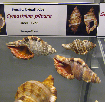 Cymatium pilaere