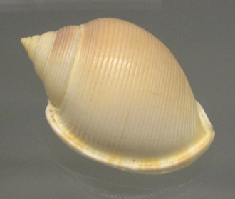 Semicassis bisulcasta diuturna,
                                primer plano 02