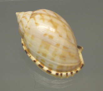 Casmaria erinaceus, primer plano