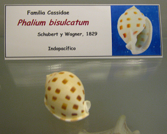Phalium bisulcatum