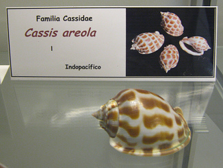 Cassis areola