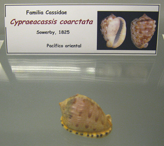 Cypraeacassis coarctata