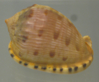 Cypraeacassis coarctata, primer plano