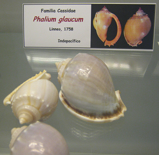Phalium glaucum