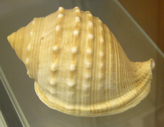 Cassidaria echinofora, primer plano