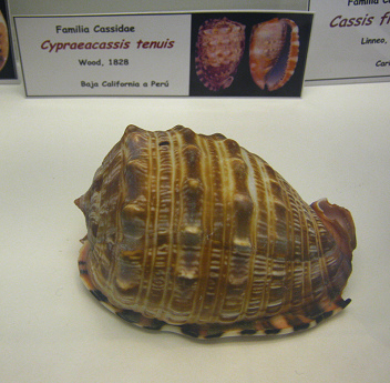 Cypraeacassis tenuis