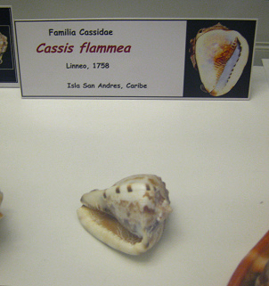 Cassis flammea 02