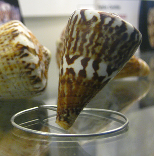 Conus vexillum, Nahaufnahme
