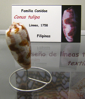 Conus tulipa